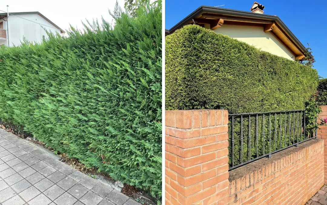 siepe cipresso crescita veloce