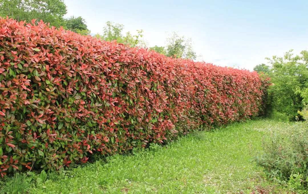 siepe fotinia crescita veloce