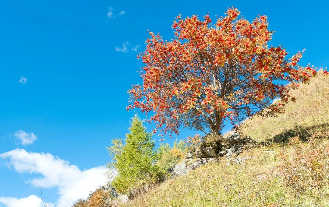 Sorbus aucuparia Sorbo degli Uccellatori albero