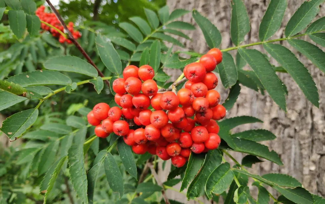 Sorbus aucuparia Sorbo degli Uccellatori bacche e foglie