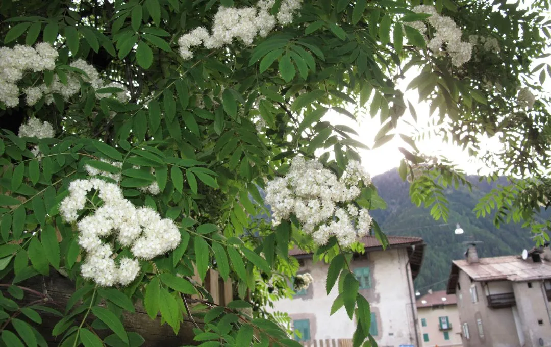 Sorbus aucuparia Sorbo degli Uccellatori fiori