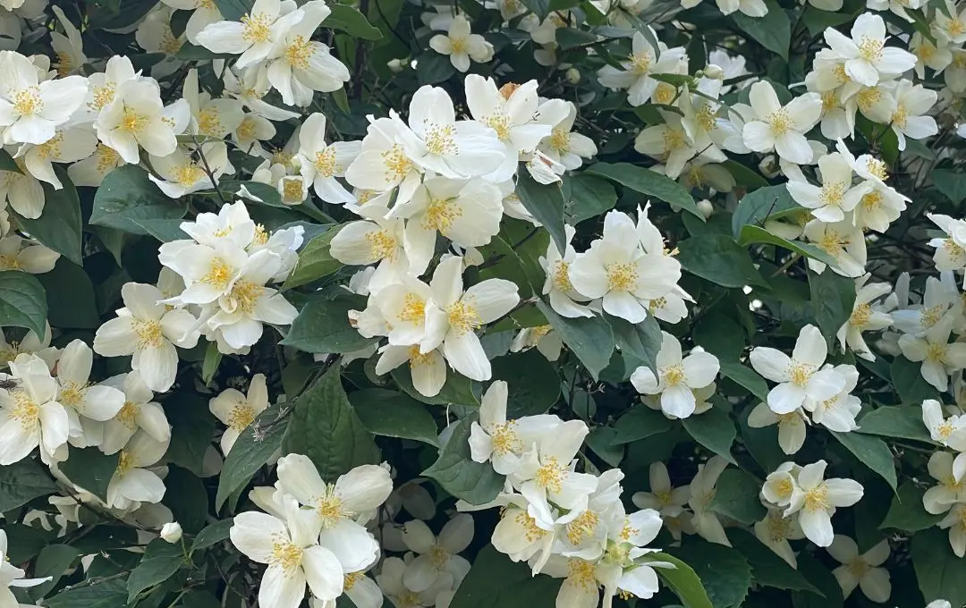 Filadelfo foglie e fiori