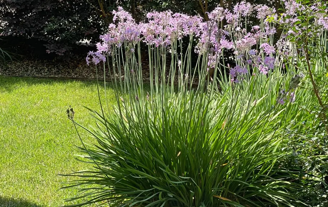 tulbaghia pianta giardino