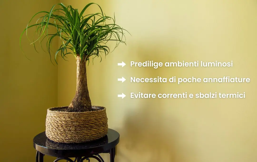 Come Curare la Pianta Mangiafumo