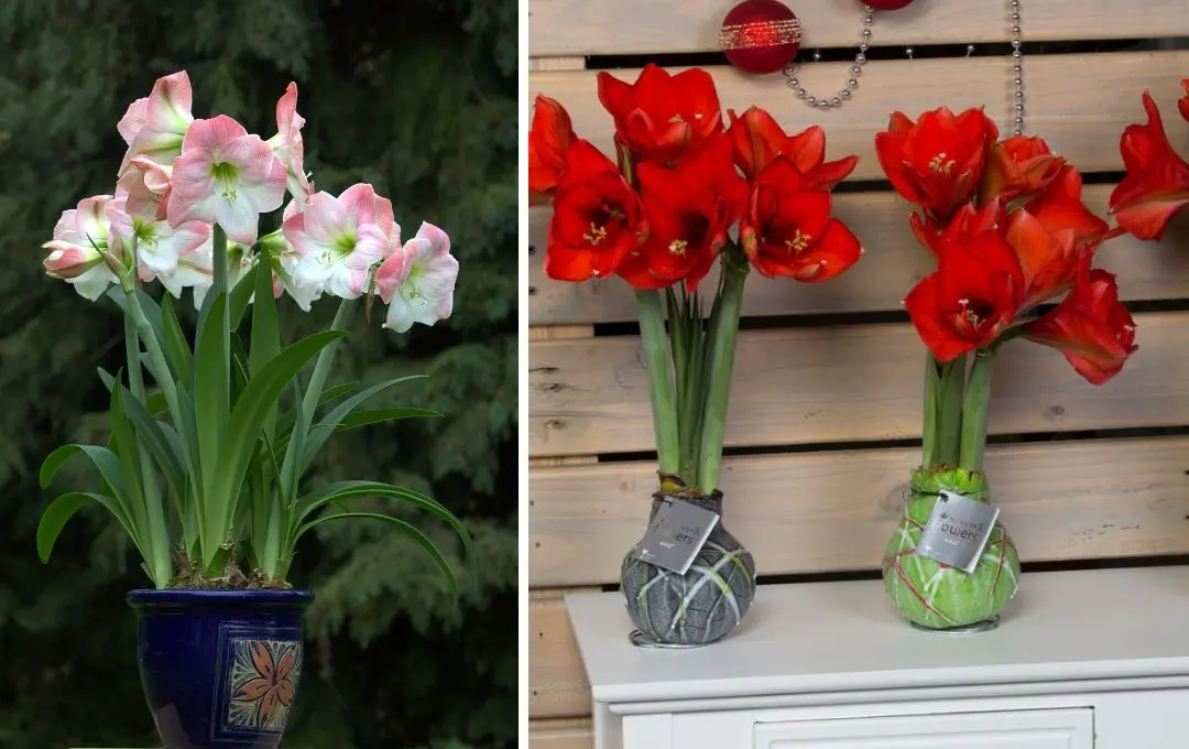 amaryllis in vaso e in cera