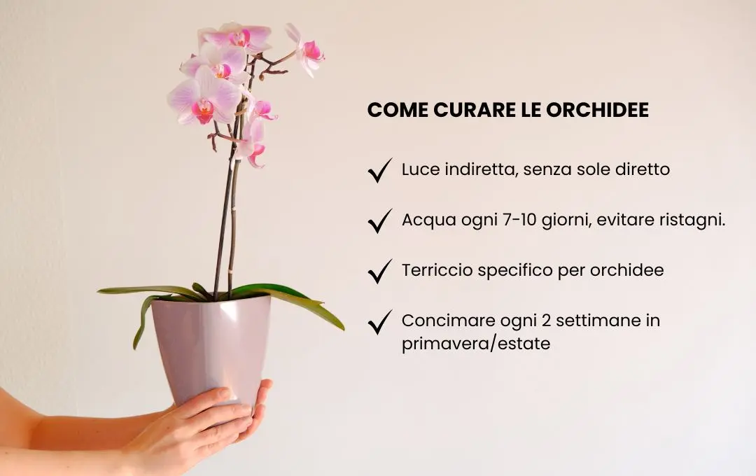 coltivazione orchidee in vaso