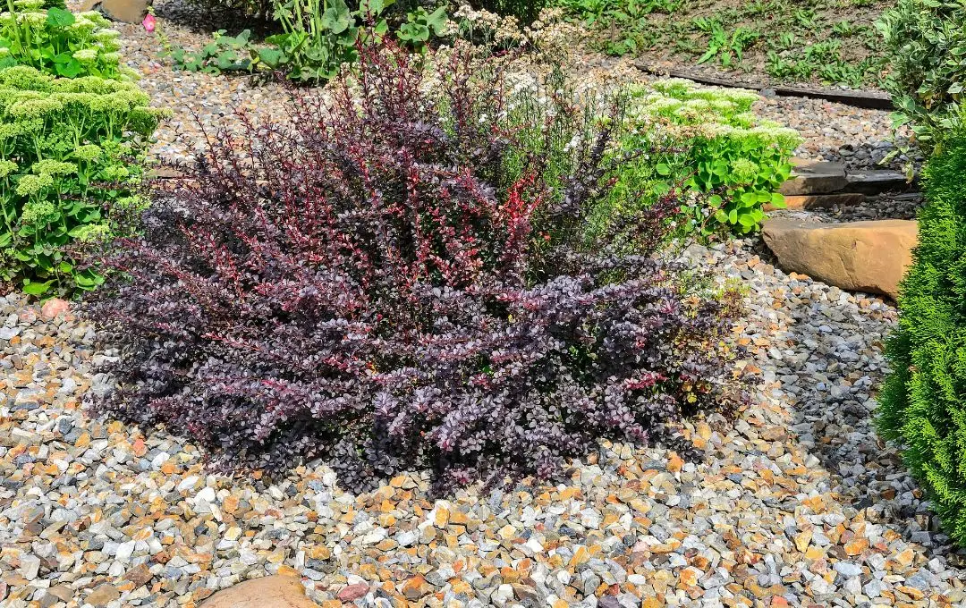 Berberis thunbergii ‘Atropurpurea Nana’ pianta sempreverde bassa
