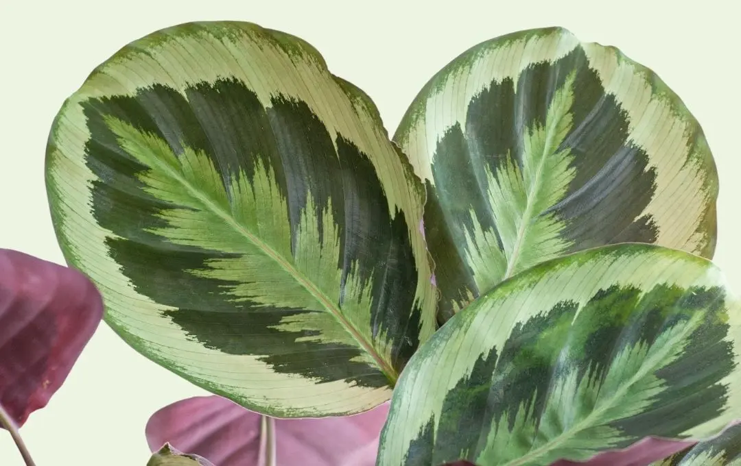 Caratteristiche calathea