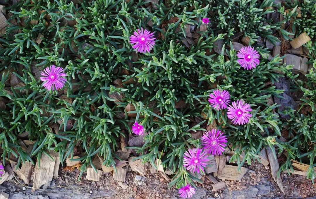 Delosperma cooperi pianta grassa perenne
