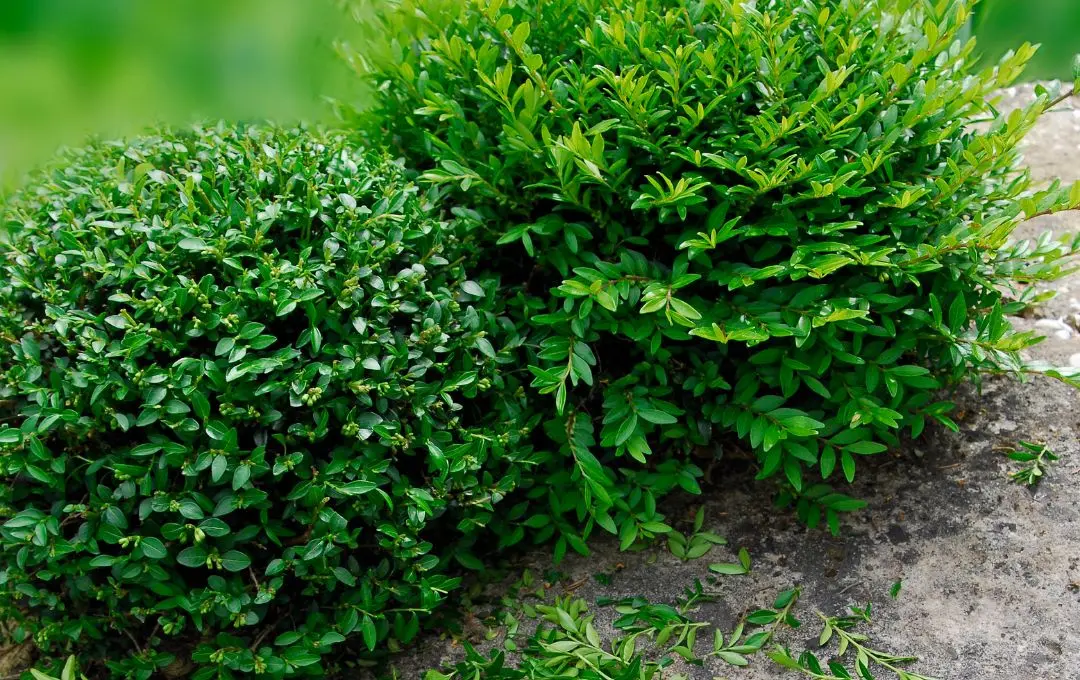 Lonicera nitida pianta sempreverde bassa