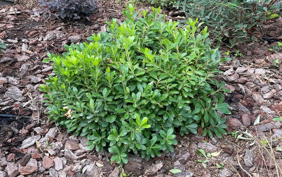 Pittosporum tobira nano pianta sempreverde bassa