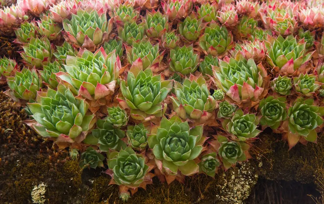 Sempervivum tectorum pianta grassa perenne