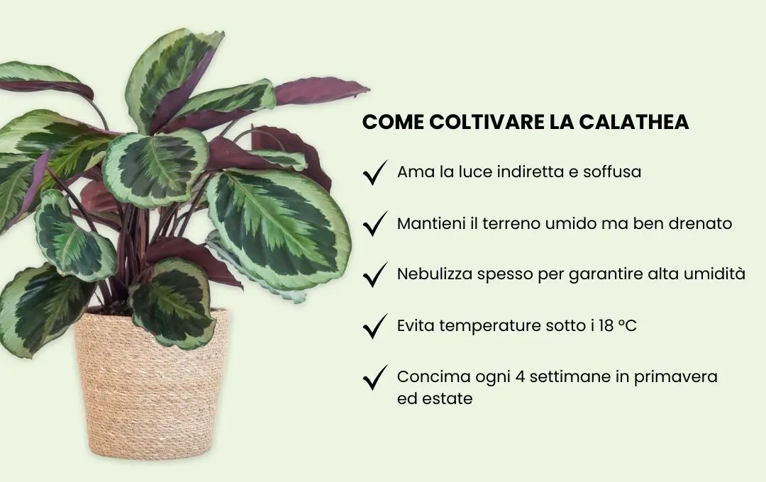 coltivazione calathea