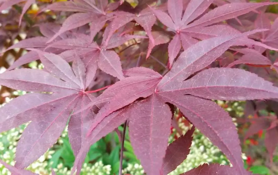 Acer palmatum foglie rosse