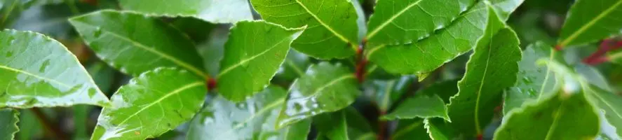 Alloro Resistente al Freddo