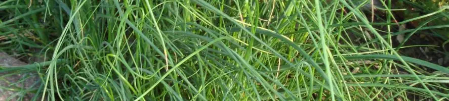 Erba Cipollina Resistente al Freddo
