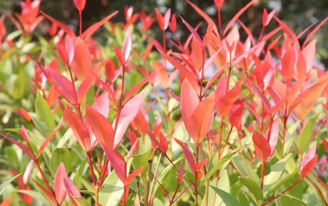 Leucothoe foglie rosse