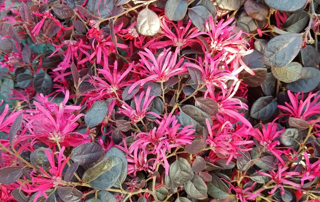 Loropetalum foglie rosse