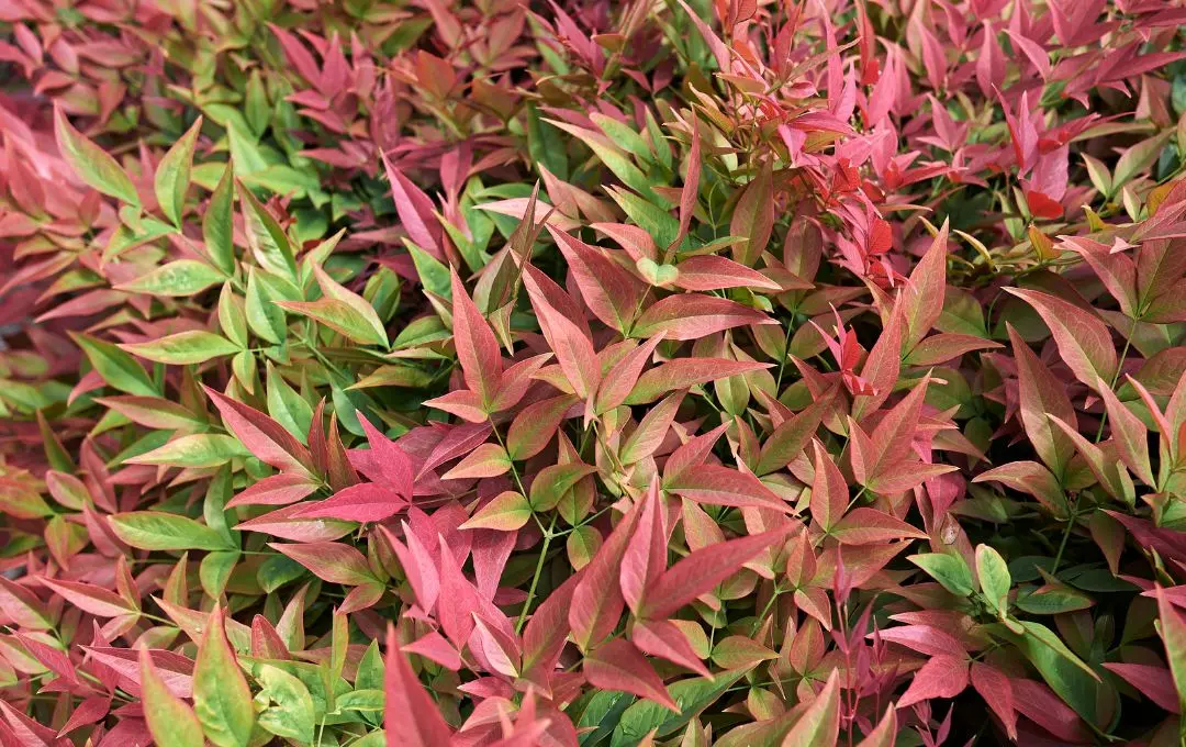 Nandina domestica foglie rosse