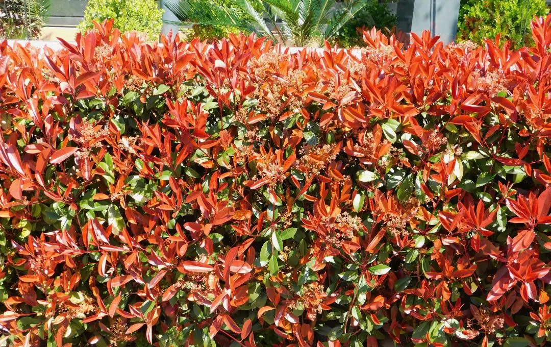Photinia foglie rosse