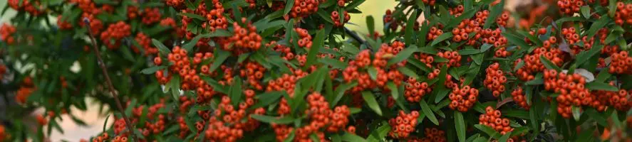Pyracantha bacche