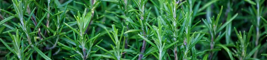Rosmarino Resistente al Freddo