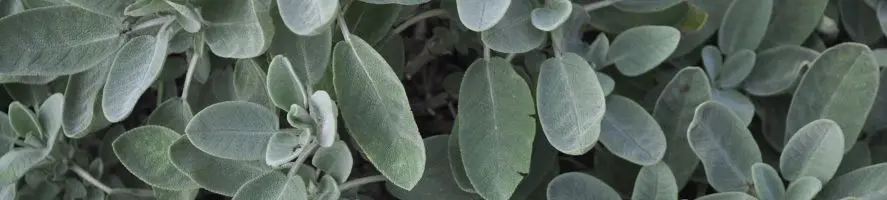 Salvia Resistente al Freddo