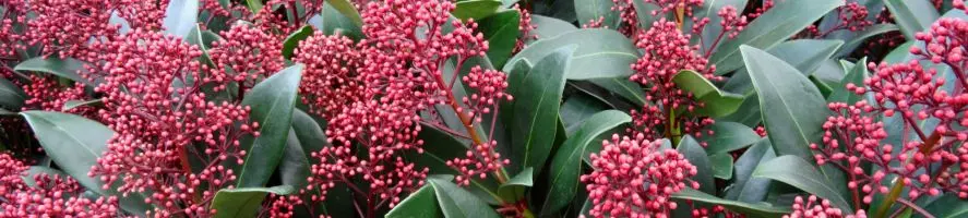 Skimmia bacche