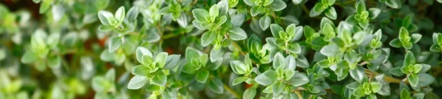 Timo Resistente al Freddo