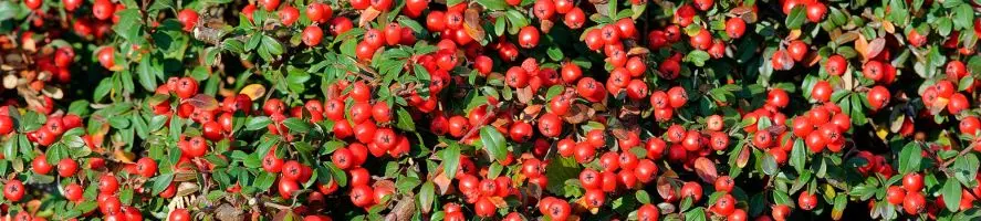 cotoneaster bacche rosse
