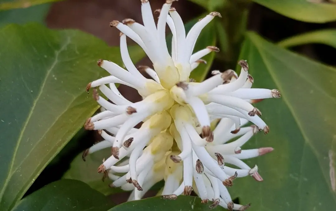 fiore pachysandra