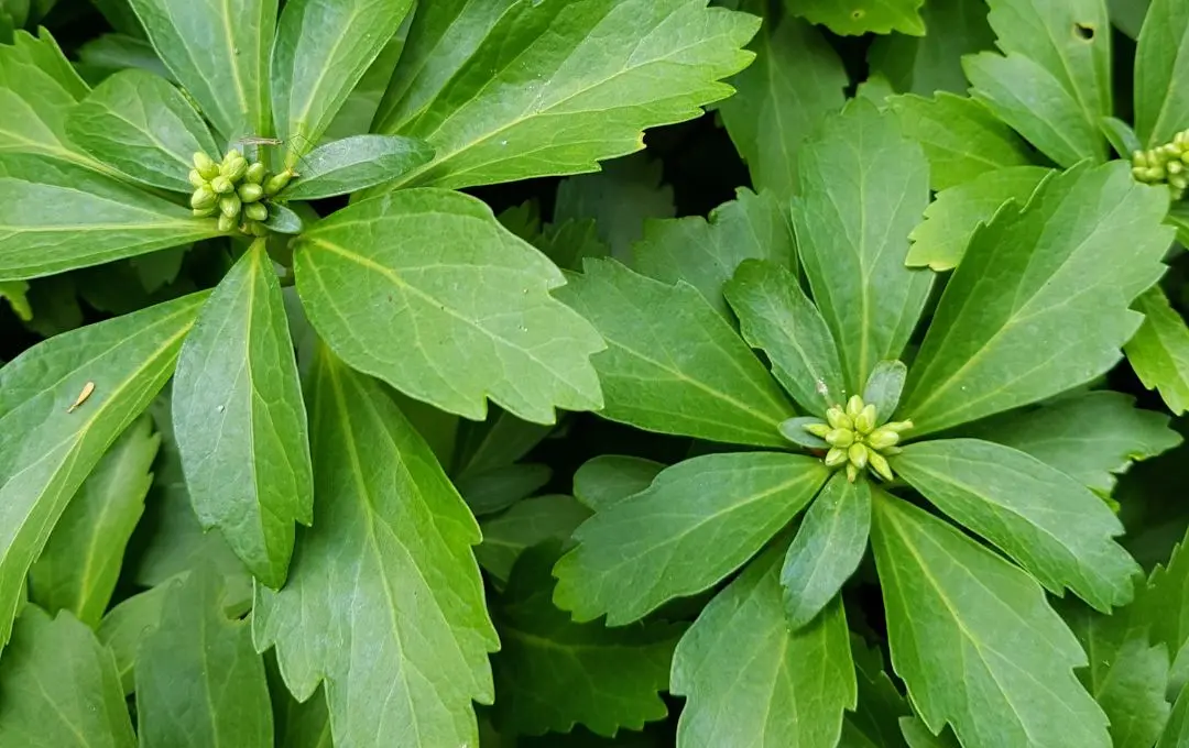 foglie pachysandra