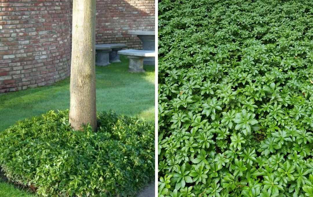 pachysandra pianta tappezzante da ombra sottochioma